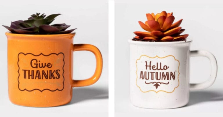 Target is Selling Thanksgiving Succulents and I’m So Grateful