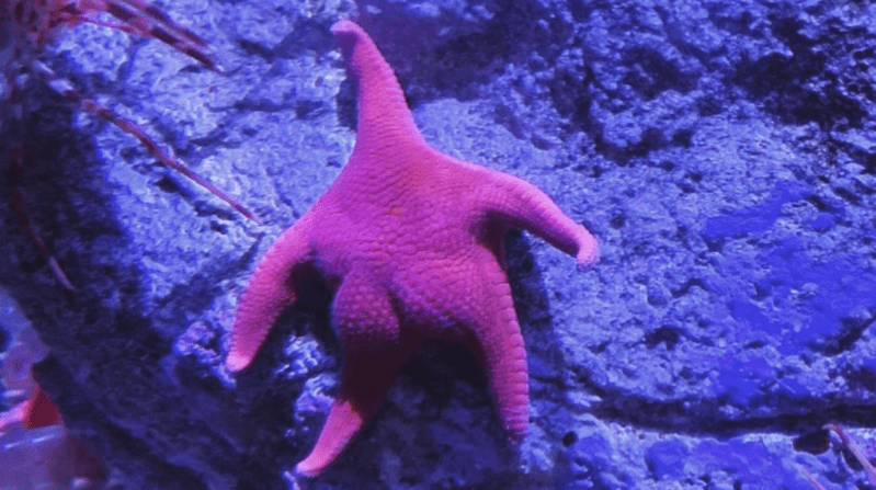 This Starfish Has A Big Booty And Everyone Is Obsessed