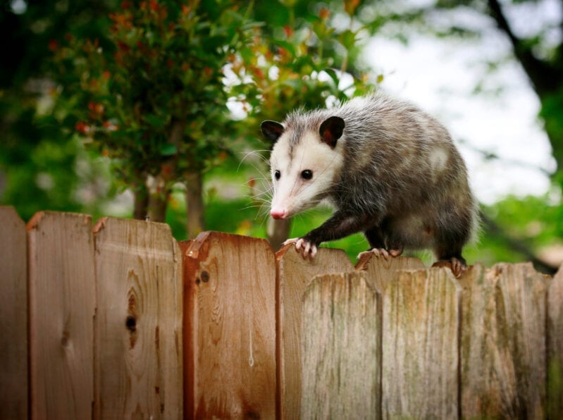 Science Says Possums Are The Best Way To Protect Against Lyme Disease, Since They Eat Thousands Of Ticks A Week