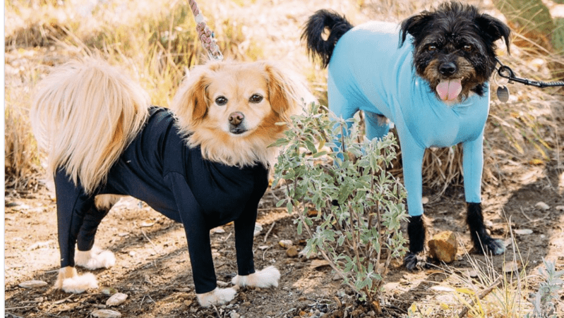 You Can Get A  Dog Onesie to Help Prevent Shedding Around Your Home