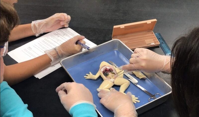 These Fake Frogs Make Dissection in Biology Class Way Less Disgusting
