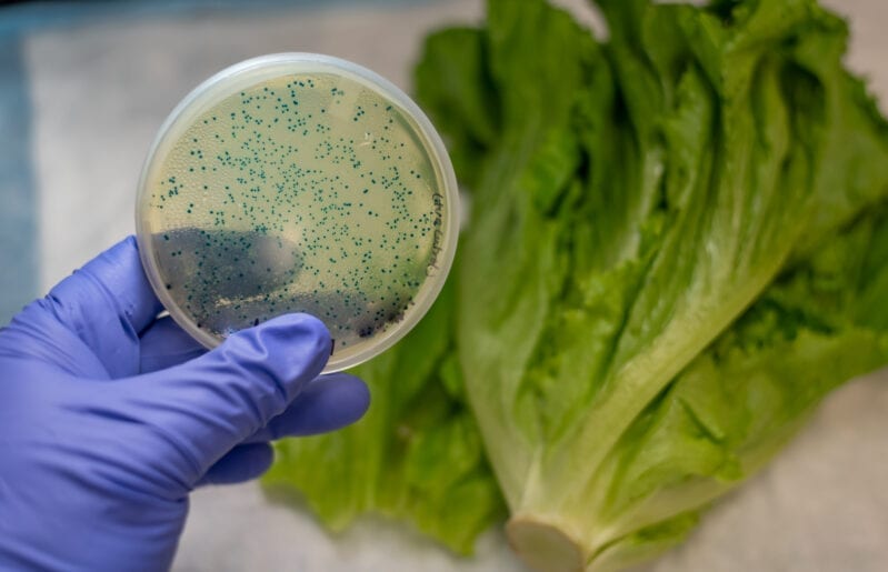 Romaine Lettuce Has Been Recalled Due to An E. Coli Outbreak