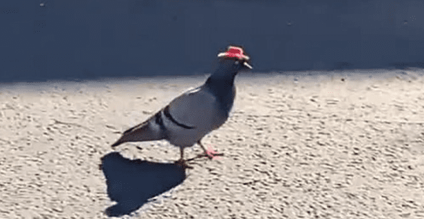 People Are Finding Pigeons Wearing Little Red Cowboy Hats In Las Vegas and Nobody Knows Why