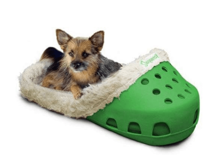 Dog Wearing a Croc | Postcard