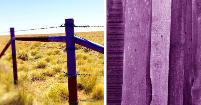 If You See A Purple Fence in Texas, Don’t Cross It. Here’s Why