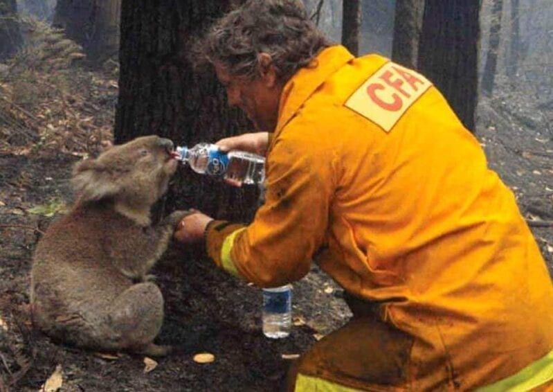 Here’s How You Can Help With The Australian Fires