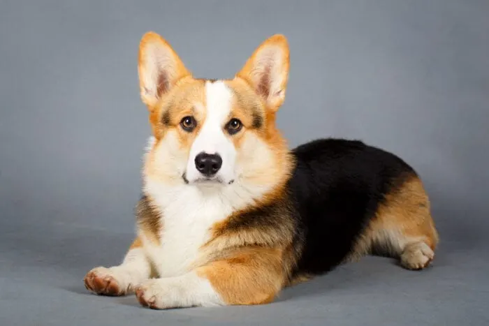 Corgi Butt Pillow  POPSUGAR Love & Sex