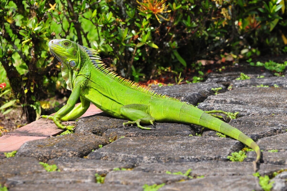 Florida is So Cold, Frozen Iguanas Are Falling From The Trees