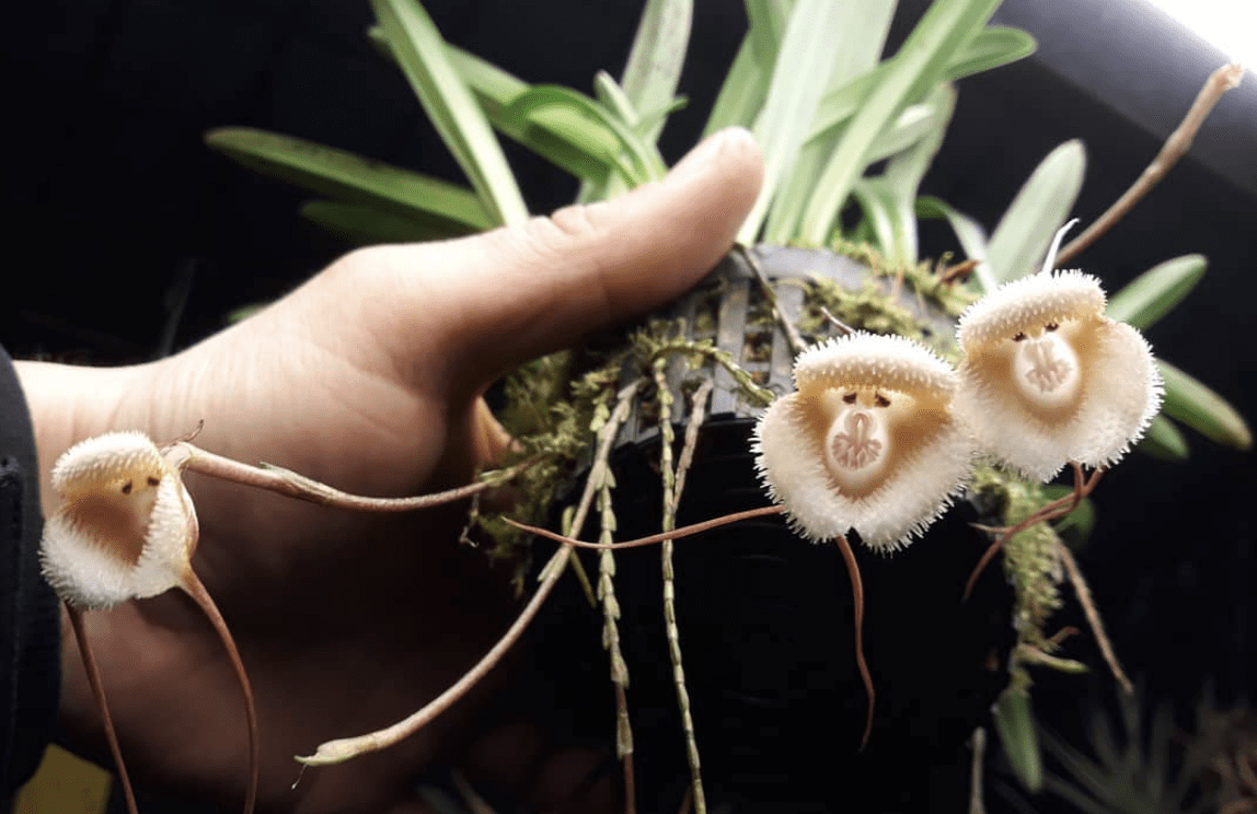 You Can Get Orchids That Look Like Tiny Monkey Faces  And I Need Them In My Life