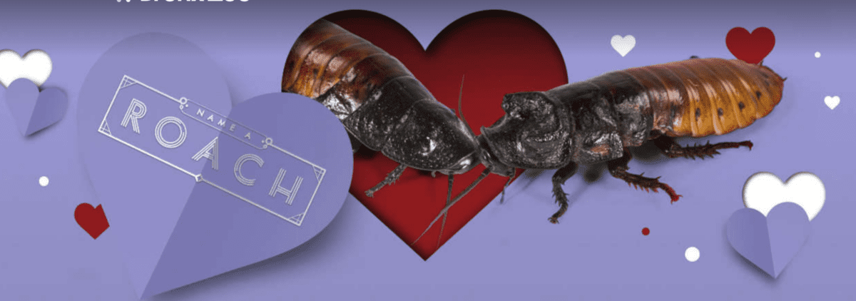This Zoo Will Name A Cockroach After Your Ex, And Give You A Certificate to Prove It