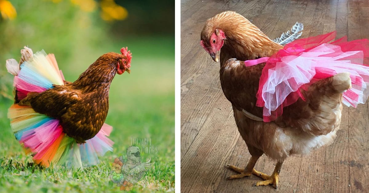 You Can Get A Tutu for Your Chicken So It Always Looks Pretty