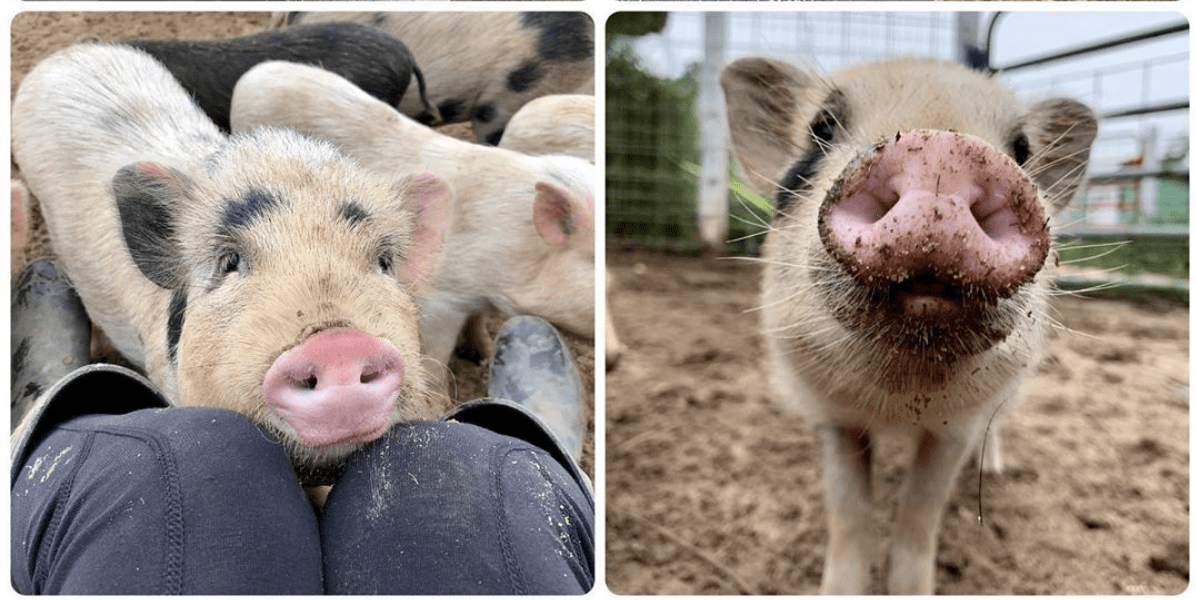 You Can Cuddle With Pigs At A Farm In South Carolina And I’m On My Way Now
