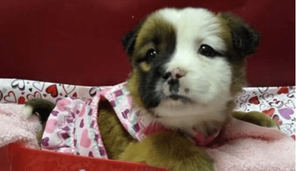 Forget Roses, This Shelter Will Deliver Cupcakes And A Puppy To Play With For Valentine’s Day