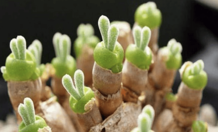 Bunny Ear Succulents Exist And They Are The Cutest Addition To Your Garden