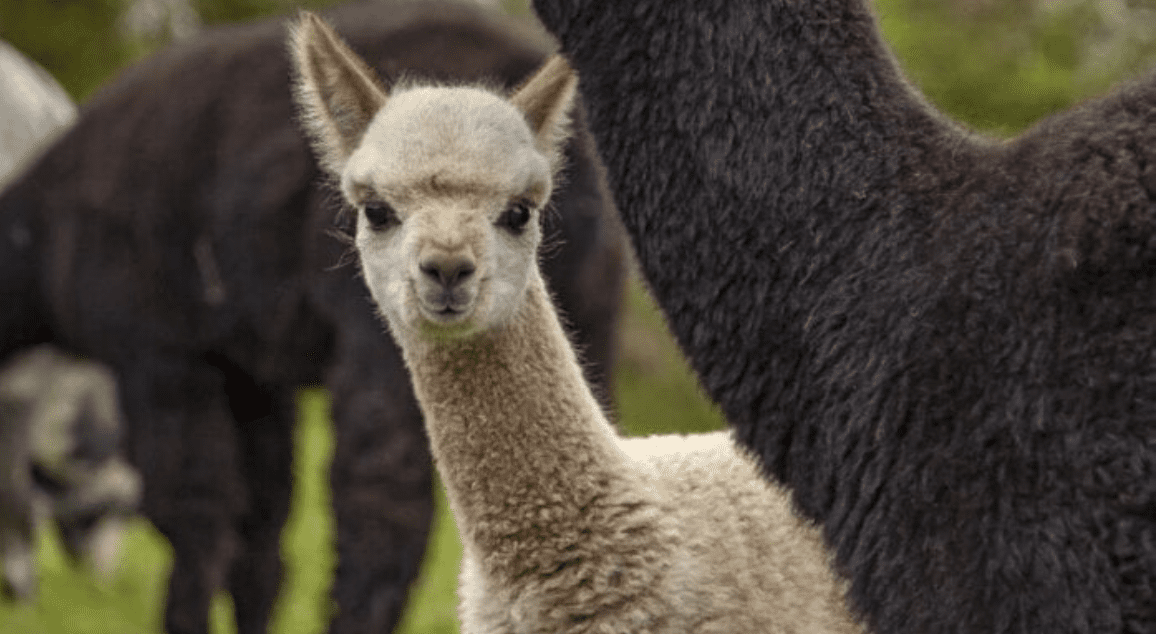 You Can Stay and Play with Alpacas At A Farm In Ireland and I’m Packing My Bags