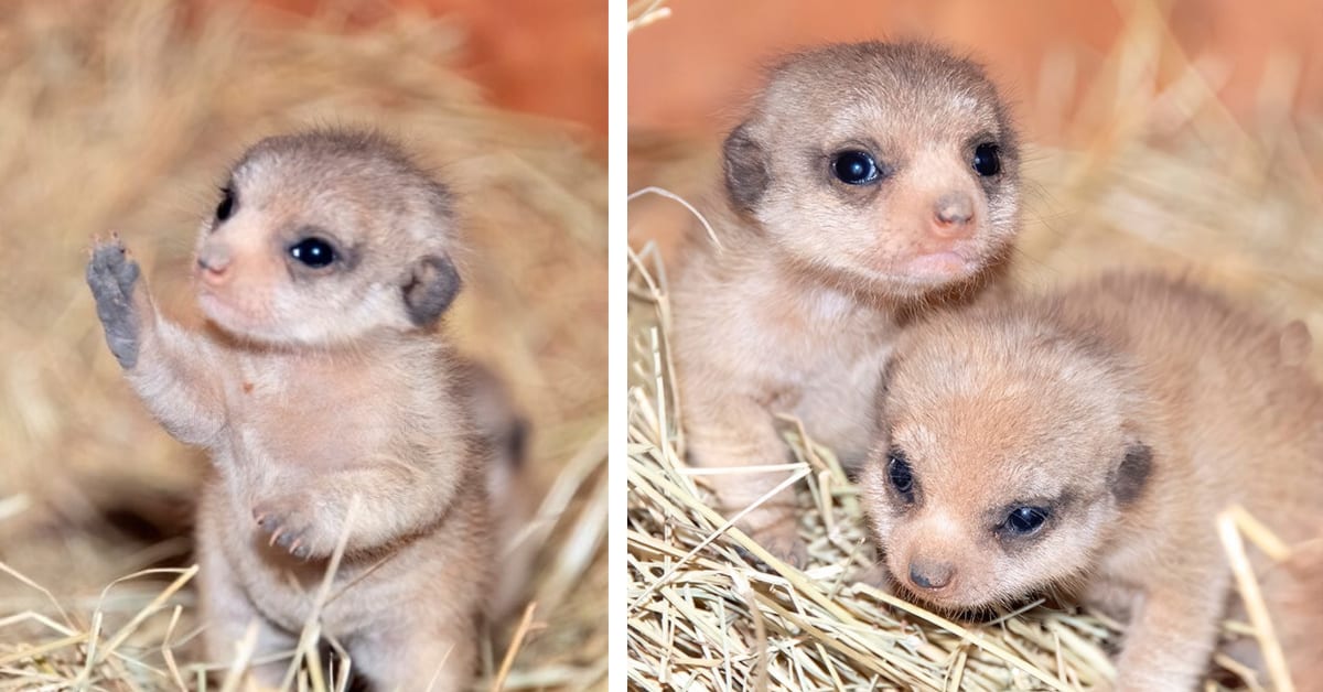 The Miami Zoo Shared Photos Of Their New Baby Meerkats and It Is Cuteness Overload