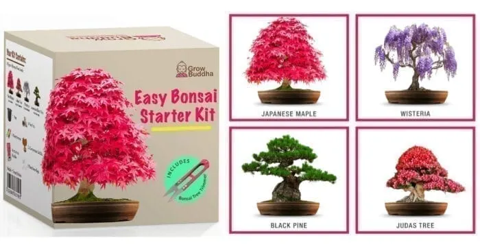 BONSAI TREE KIT. Grow 6 types seeds Gardening Gift Set plus Bonsai tools &  pots