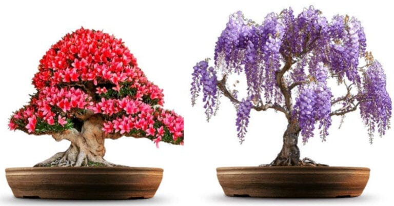 You Can Get A Grow-Your-Own Bonsai Tree Kit That Grows Four Different Types of Trees