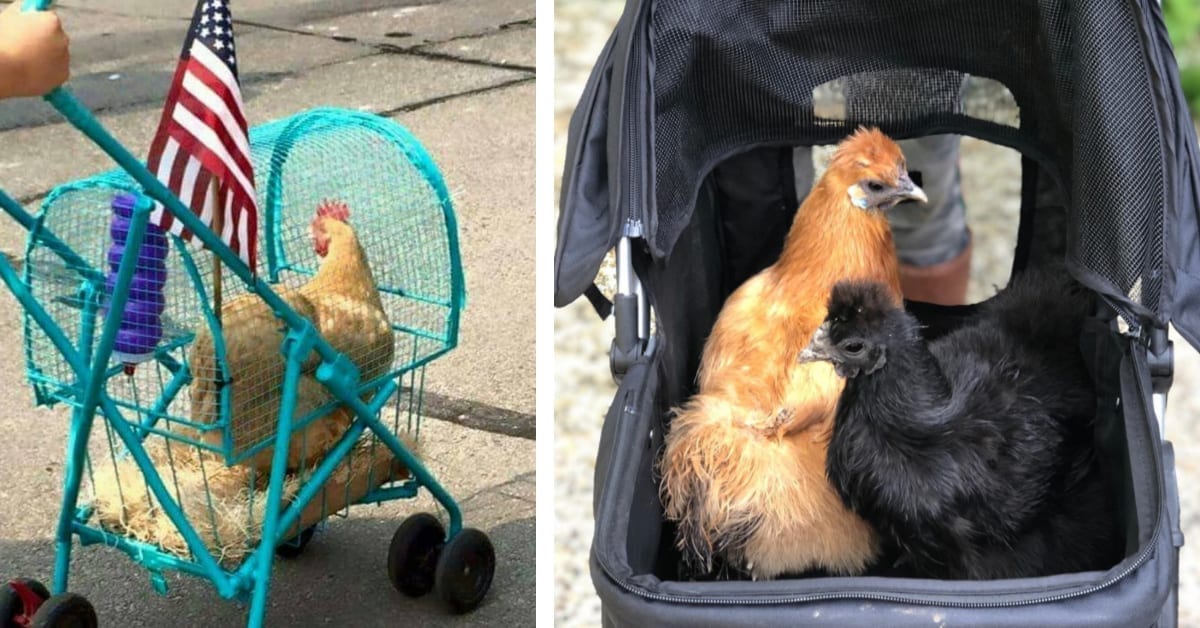 You Can Get A Stroller For Your Chicken So You Can Go on Chicken Walks
