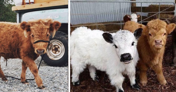How big do fluffy mini cows get