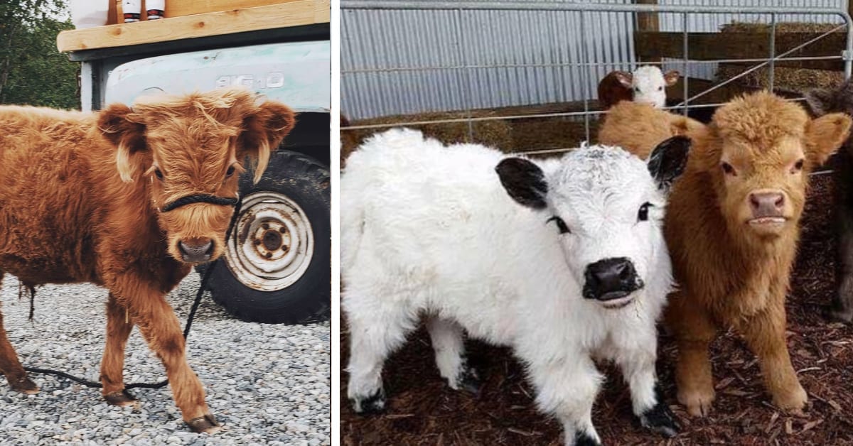 There Are Fluffy Miniature Cows You Can Own As A Pet And ...