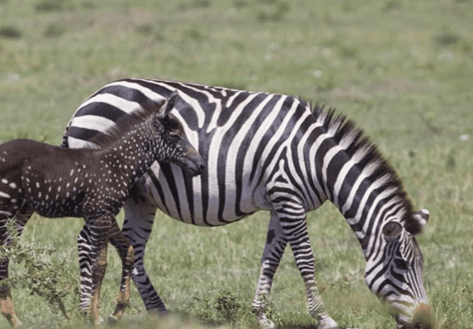 This Baby Zebra Was Born With Polka Dots Instead Of Stripes And I’m In Love