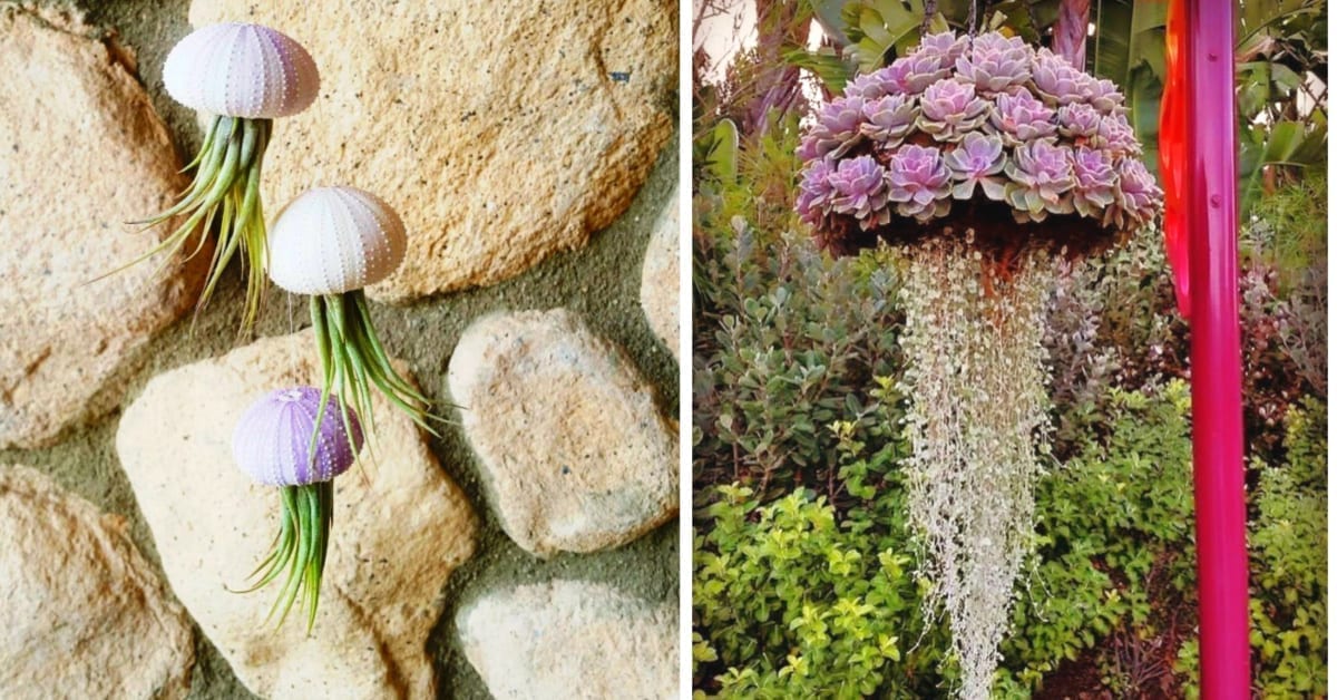 Succulent Jellyfish Are Here to Turn Your Garden Into An Outdoor Aquarium