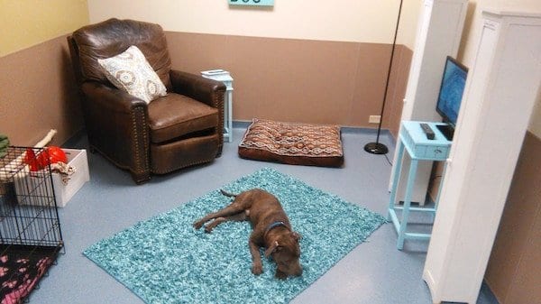 This Animal Shelter Created a Real-Life Room to Help Shelter Dogs Show Off Their Personalities