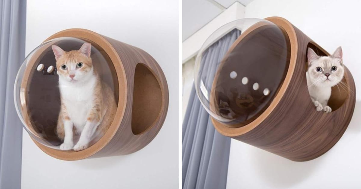 These Wall-Mounted Cat Beds Offer The Perfect Place to Take A Cat Nap