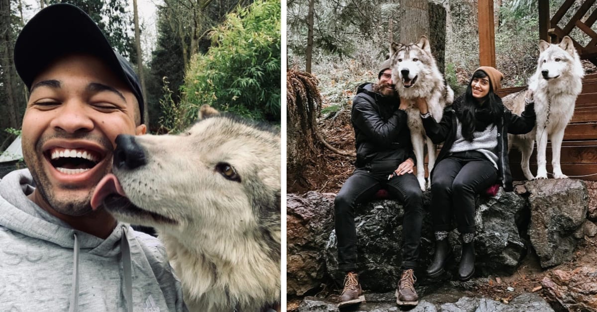 You Can Play with Wolves At A Sanctuary In Washington And I’m On My Way Now