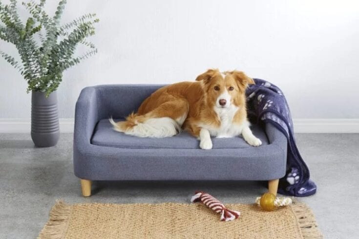 Aldi Is Selling Tiny Sofa Beds For Your Dog and I Want One