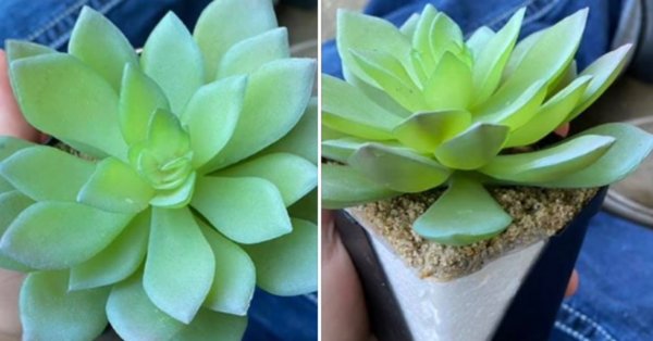 This Woman Cared For A Succulent Plant for 2 Years Just to Find Out It Was Fake and I’m Dying Laughing