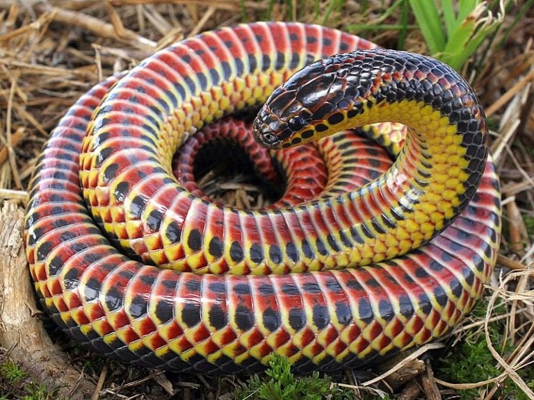 This Woman Found A Rare Rainbow Snake in Florida That Hasn’t Been Seen Since 1969