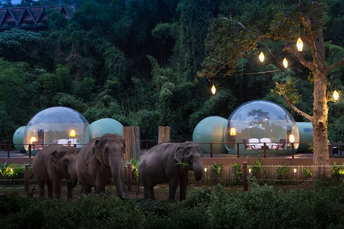 You Can Sleep In A Bubble And Play With Elephants At This Resort In Thailand