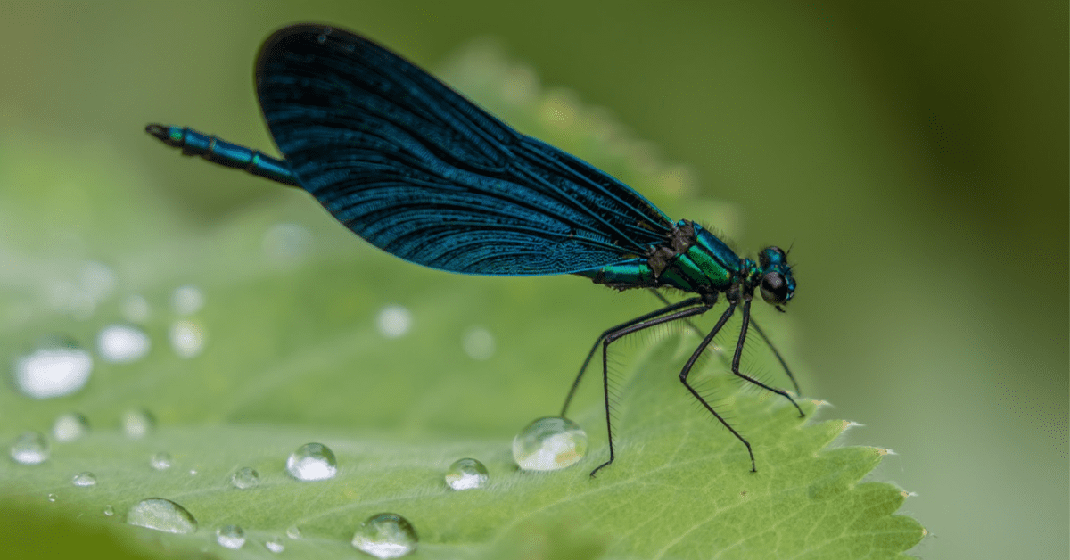 Dragonflies Are The Best Defense Against Mosquitos. Here’s What You Can Plant to Attract Them.