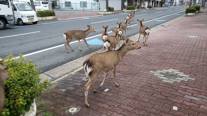 Wild Animals Are Now Roaming The Streets Across The Nation and It’s Amazing To See