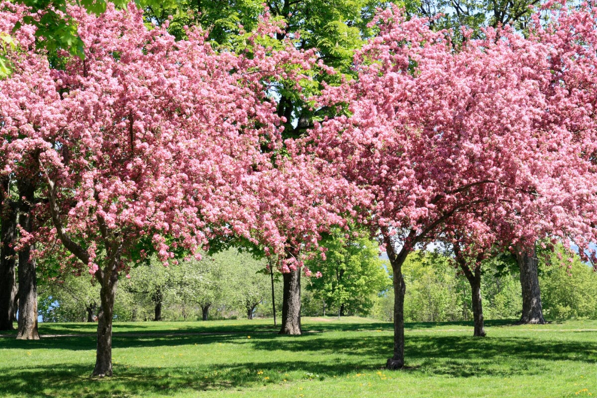 You Can Get A Ready-To-Plant Cherry Blossom Tree From Home Depot For Just $39