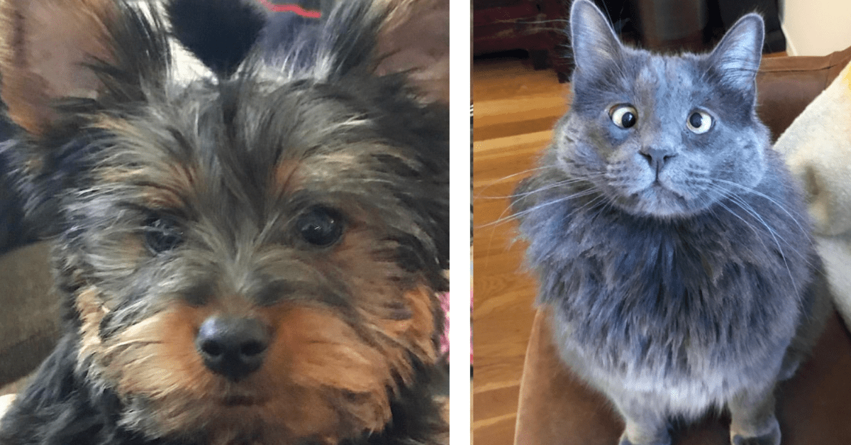 People Are Sharing How Their Pets Are Dealing With Them Working From Home And It’s Adorable