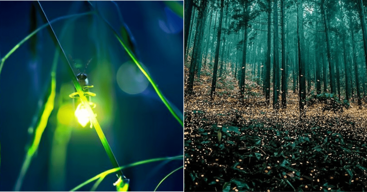 The Great Smoky Mountains Will Be Lit Up With Fireflies This Summer And I Want to Go