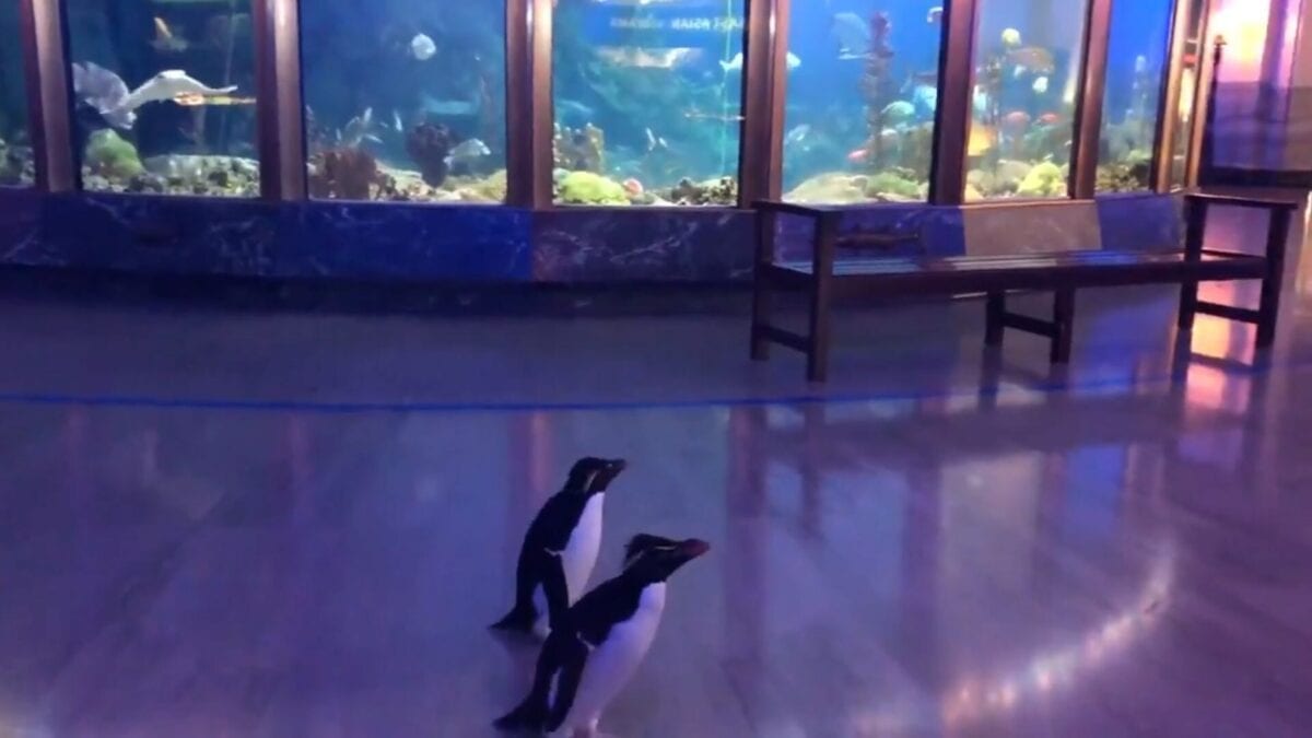 This Aquarium Allowed Their Penguins To Go On A “Field Trip” To Meet Other Animals and It’s Adorable
