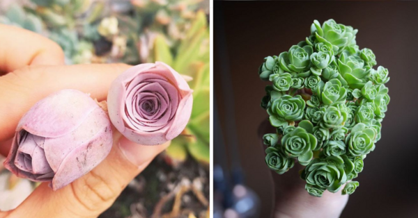 Rose Succulents Exist and They Look Like Something From A Fairytale