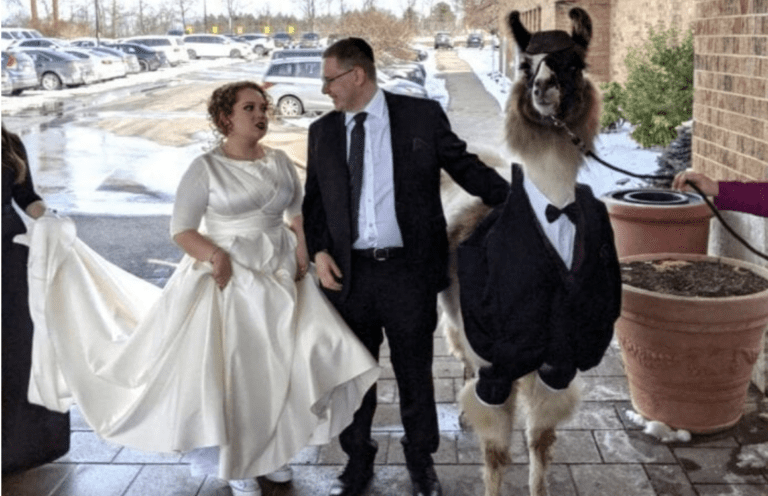 This Guy Promised He’d Crash His Sister’s Wedding By Bringing A Llama and He Did