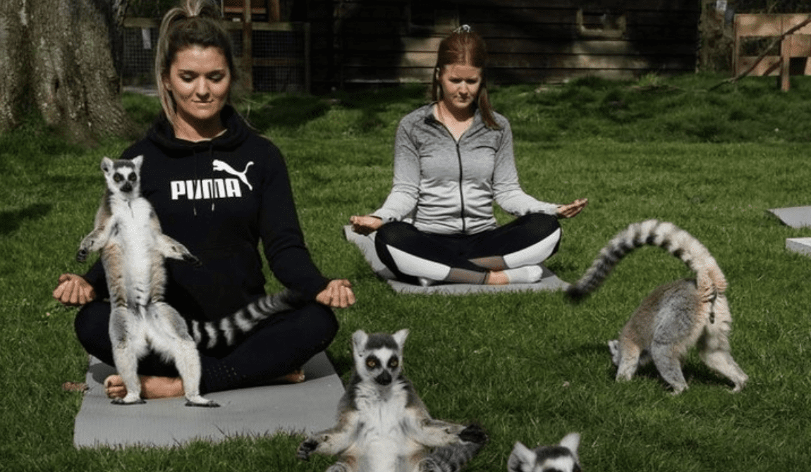 You Can Do Yoga With Lemurs at This Hotel And My Bags Are Packed