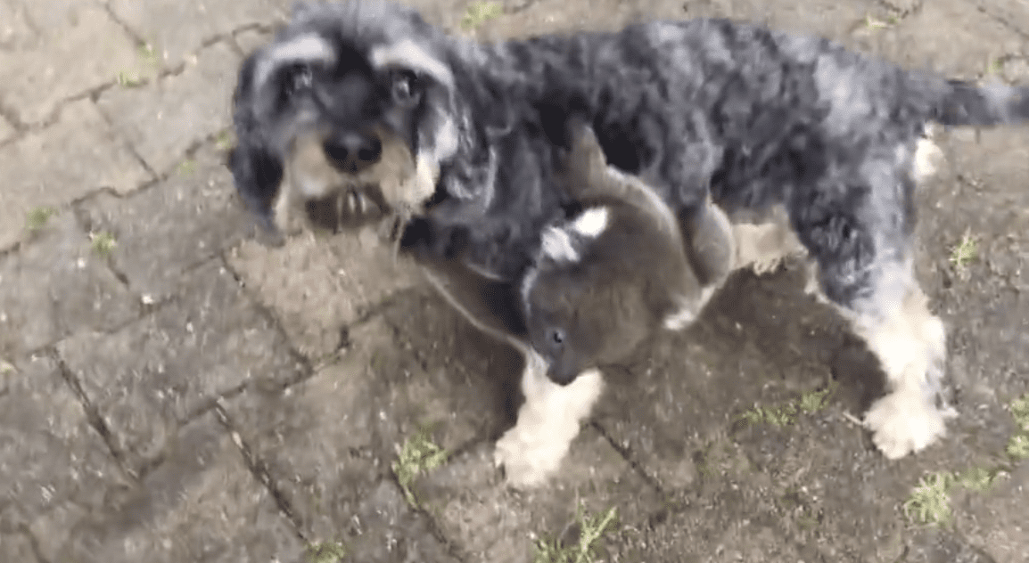 This Baby Koala Mistakes A Dog For Its Mother And It’s The Cutest Thing Ever