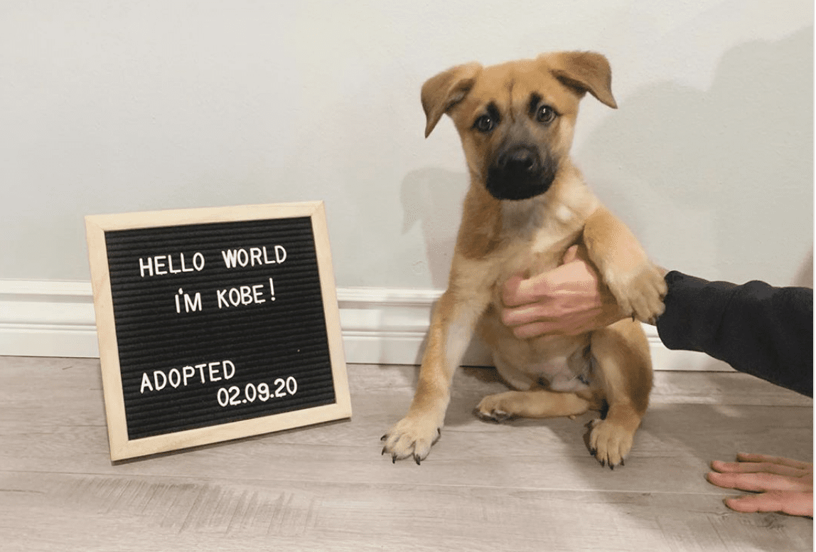 Animal Shelters Are Asking You to Consider Adopting A Dog Right Now