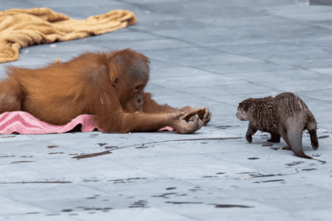 This Family Of Orangutans Lives With Little Otters And It’s The Cutest Thing You’ll See All Day