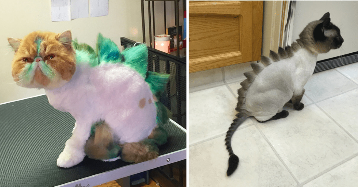 Dinosaur Cat Haircuts Are The New Grooming Trend And I’m Not Sure How To Feel