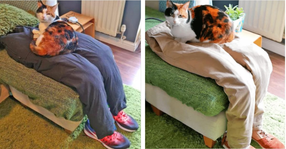 This Woman Made A Fake Human Lap For Her Needy Cat To Lay On and It Is Brilliant