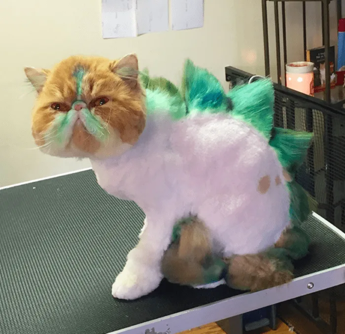 Dinosaur Cat Haircuts Are The New Grooming Trend And I'm Not Sure How ...
