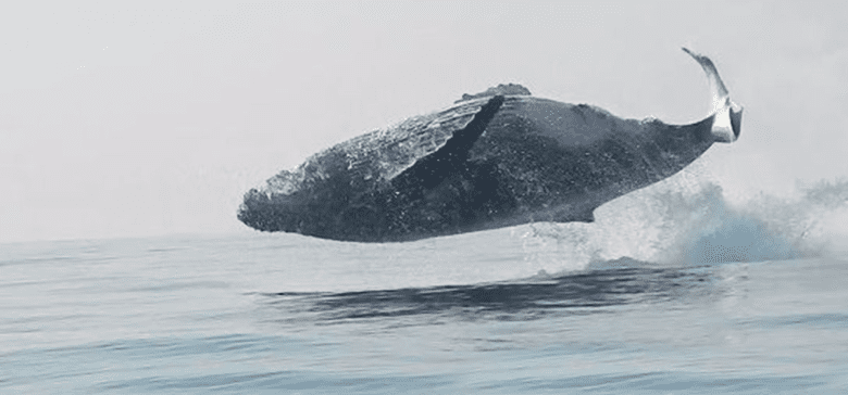 This Scuba Diver Filmed A 40-Ton Whale Flying Through The Air And It’s Incredible